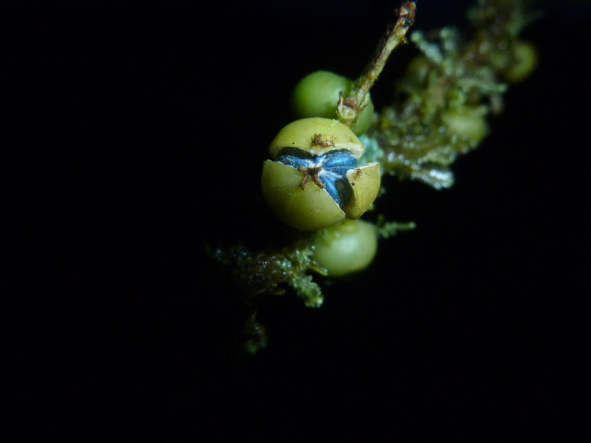 Margaritaria nobilis